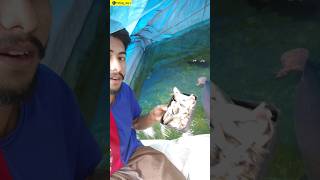 arapaima feeding part2 fish viral shorts 1million [upl. by Katherine]