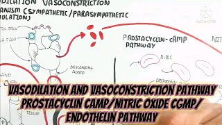 Vasodilation And Vasoconstriction Pathway Prostacyclin cAMPNitric Oxide cGMPEndothelin Pathway [upl. by Elockcin]