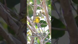 Neotropical bird migration is heating up over Southern Florida birding bird migration 2024 [upl. by Danyelle]