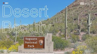 Saguaro National Park Tucson AZ [upl. by Phillips]