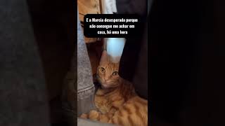 Essa humana viu 😹amogatos gatosengraçados gatosfofos vidadegato gateirosdobrasil shortsviral [upl. by Linoel]