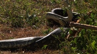 Male Pythons Fighting over a Female Australia [upl. by Areht]