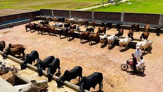 Biggest Cattle Farm Sialkot  Cattle Farming tips 2023  Bachra Farming in Pakistan  By Asim Faiz [upl. by Stets936]