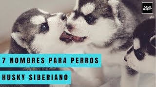 7 nombres para perros Husky Siberiano [upl. by Esinal]