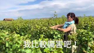 20240909Montrachet 修剪葡萄樹體驗 [upl. by Otrebireh]