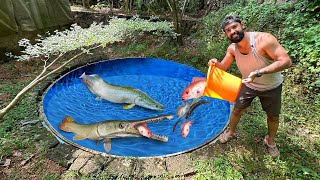 100 കിലോ ആകുന്ന മീനിനെ ചൂണ്ട ഇട്ട് പിടിച്ചാലോ  Giant Arapaima feeding  Fishing Freaks [upl. by Annie83]