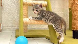 Live Foster kittens play eat and drift off to sleep [upl. by Anerol428]