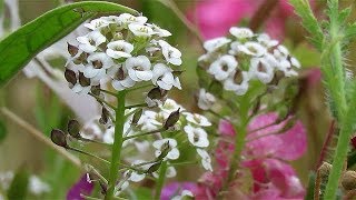 Sweet Alyssum Flowers  Alyssum maritimum [upl. by Clarhe]