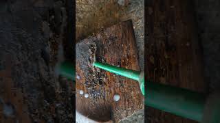 woodworm treatment agf ref [upl. by Walsh]