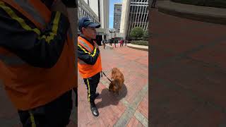 Me querían restringir en la Calle de Grabar un Video un vigilante no puede hacer eso🚨⚖️ [upl. by Sloane]