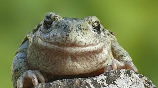 Faune et Flore  La grenouille et le crapaud  Documentaire animalier [upl. by Damek]