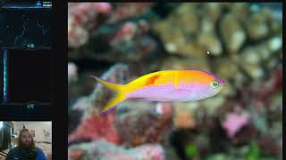 Fish Friday 215  Bartletts Anthias [upl. by Alguire261]