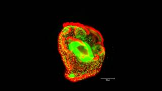 ZEISS Lightsheet Z1  Nemertea pilidium larva ventral view [upl. by Marcello]