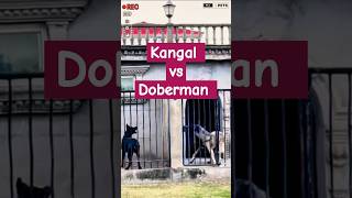 Kangal Shepherd dog vs Doberman shorts ytshorts viralshorts kangal doberman [upl. by Ardnatal734]