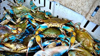 Blue Crab CATCH AND COOK [upl. by Rennerb]