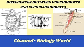 Differences between Urochordata and Cephalochordata  Urochordata and Cephalochordata [upl. by Rebel]