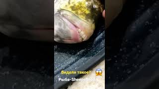 У рыбы человеческие зубы😱 [upl. by Ranit144]