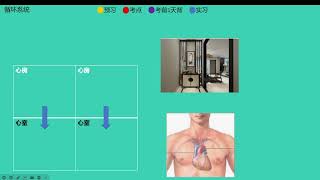 radiography预习81心脏结构血流方向 [upl. by Lubba]