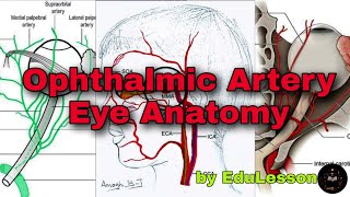 Ophthalmic Artery  Artery of Eye  Blood supply to Eye  Eye Anatomy [upl. by Schreibman]