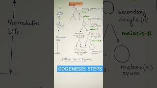 Oogenesis diagram flowchart  biology zoology shortsfeed shorts ytshorts viral trending [upl. by Nicola646]