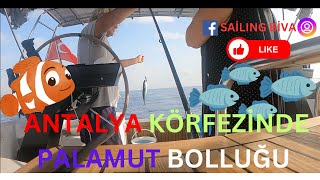 15Bölüm AKDENİZ KÖRFEZİNDE PALAMUT BOLLUĞU [upl. by Eedyah]