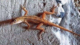 Lagartija anolis brown anole  reptiles [upl. by Norrehs818]