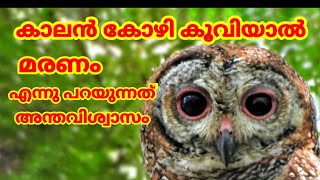 Interesting Fact About Mottled Wood Owl strix ocellata Sound4K Video കാലൻ കോഴി [upl. by Joellen]