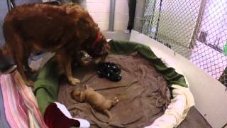 Wild Dog Pups Raised by Golden Retriever [upl. by Craner]