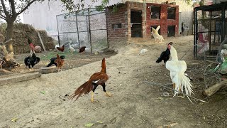 parrot beak longtail aseel farm in punjab aseel viralvideo [upl. by Bosch]