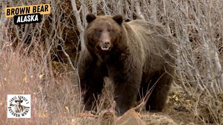 Four Epic Hunts for Giant Brown Bear in Alaska [upl. by Irotal243]