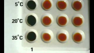 How Temperature affects enzyme activity [upl. by Seravat]