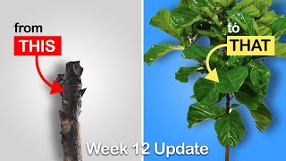 Easy way to get more branches on your Fiddle Leaf Fig or Rubber Tree Week 12 Update [upl. by Jahdol]