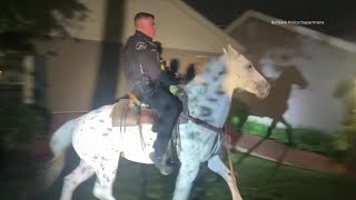 Police rescue runaway horse in Burbank [upl. by Eelinej735]