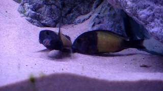 Tropheus Ikola Cichlid Breeding [upl. by Redford34]