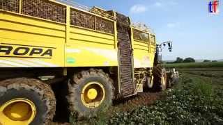 MIGHTY Beet Harvester  Rübenernter ROPA euro Tiger V84 Weiler zum Stein Germany 2014 [upl. by Lambert512]