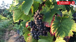 View of vineyards for wine harvesting in France [upl. by Lustick375]