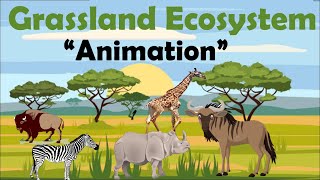 GRASSLAND ECOSYSTEM  Animation [upl. by Inna]