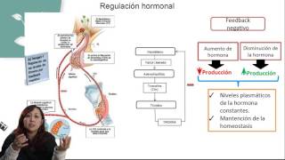 SISTEMA ENDOCRINO Y HORMONASPSU BIOLOGÍACLASE Nº11 [upl. by Nalac]