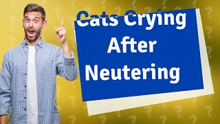 Why do cats cry after being neutered [upl. by Malynda335]