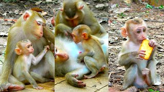 Awesome Best Video Of LunA Monkey Family  LUNO Has Nice Relationship With All Monkey Mum In Group [upl. by Rennug]