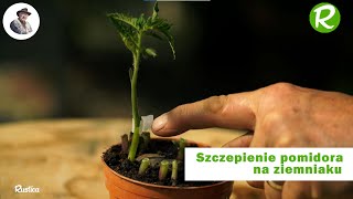 Szczepienie pomidora na ziemniaku w celu uzyskania podwójnych plonów [upl. by Atalie]