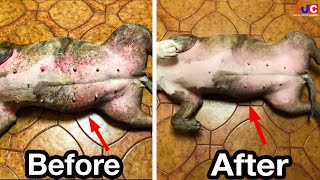 Do This if Your Dog Have Skin Rashes amp Redness 🐶 [upl. by Langill]