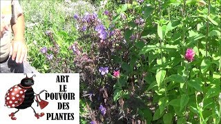 Conseils jardinage Geranium pratens hocus pocus Taille et entretien Plante vivace [upl. by Meelas]