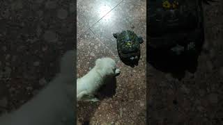 Turtles threads india like viralvideo subscribe pet discovery animals instagram turtle [upl. by Bekelja216]