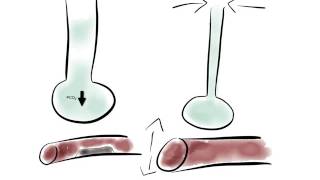 Le ratio VentilationPerfusion [upl. by Elak869]