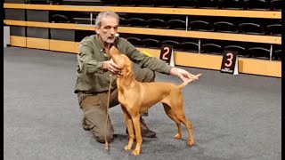 Magyar Vizsla Show  CACIB Oldenburg 2023 [upl. by Hsemin]