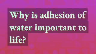 Why is adhesion of water important to life [upl. by Davidson975]