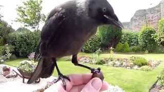 Jackdaw friendly bird Rhuddlan Castle [upl. by Xirdnek583]