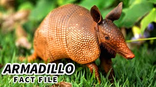 Armadillo Facts LEPROSY in a BALL  Animal Fact Files [upl. by Krutz892]