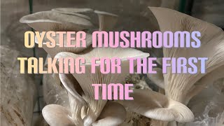 20 seconds of Oyster Mushrooms Talking For The First Time shorts [upl. by Nielsen372]